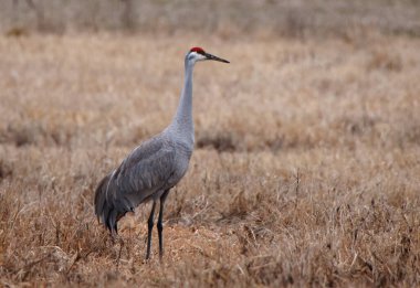 Çimen tarlasında yiyecek arayan bir kum tepesi vinci.