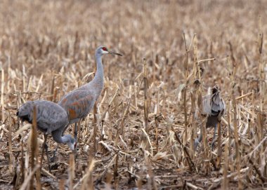 Mısır tarlasında yiyecek arayan üç kum tepesi turnası. Biri dik duruyor.