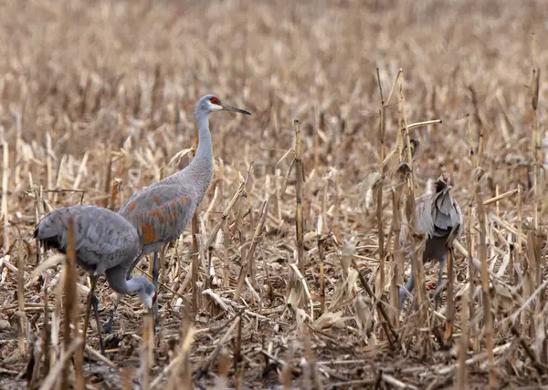 Mısır tarlasında yiyecek arayan üç kum tepesi turnası. Biri dik duruyor.