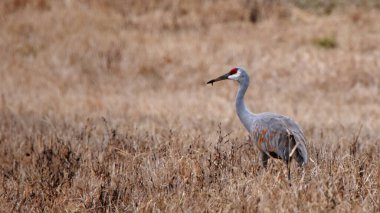 Çimen tarlasında yiyecek arayan bir kum tepesi vinci.
