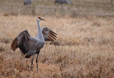Kanatları açık bir tarlada duran bir Sandhill Turnası