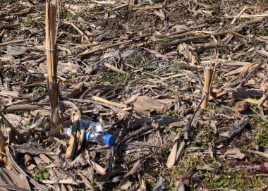 Kışın mısır tarlasında plastik bir şişe