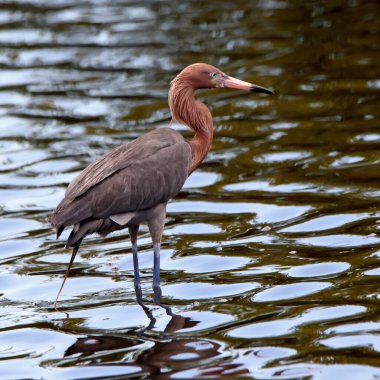 Reddish egret staring at water while fishing clipart