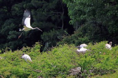 Wood Storks (Mycteria americana), Georgia 'daki Harris Neck Vahşi Yaşam Sığınağı' nda bir ağaç tepesine iniyor.