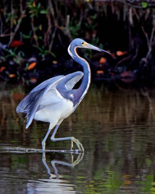 Tricolor heron wading and fishing in shallow dark water with wings extended clipart