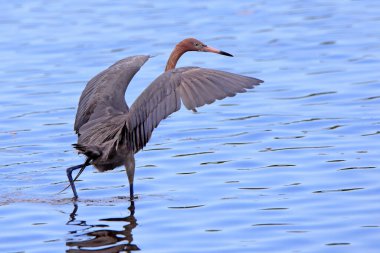 Reddish egret fishing with wings spread exhibiting a behavior called canopy feeding clipart