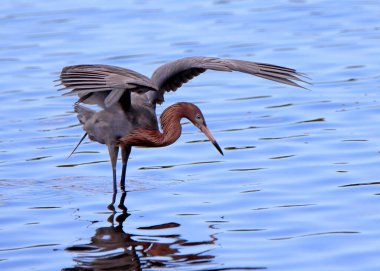 Kanatları açık kırmızı balıkçıl balıkçılığı, 