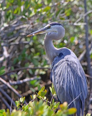 Büyük mavi balıkçıl Ardea kahramanları mangrov dallarında oturuyor.