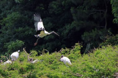 Wood Storks (Mycteria americana), Georgia 'daki Harris Neck Vahşi Yaşam Sığınağı' nda bir ağaç tepesine iniyor.