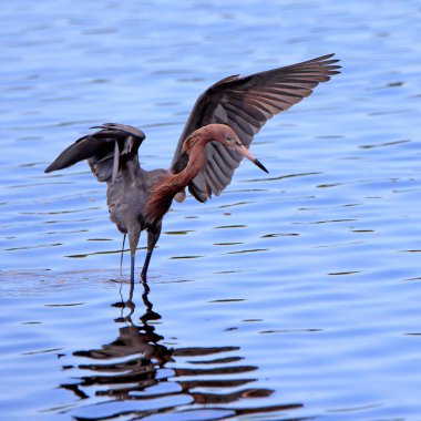 Kanatları açık kırmızı balıkçıl balıkçılığı, 