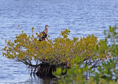 Anhinga (Anhinga anmeninga) sığ bir gölette bir mangrove üzerine tünemiştir.