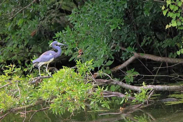 stock image Tricolor heron standing on mangrove branches at the edge if a pond