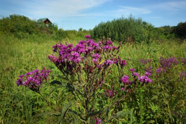 Kapalı mor çiçek (Ironweed) arka planda yeşil ve mavi gökyüzü olan çayır bir arazide