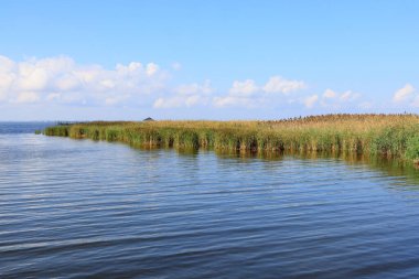 Kuzey Carolina, Corolla 'daki Whale Head Körfezi' nde, kıyı içi su yolunun kıyısındaki bataklık otları. Sakin güneşli bir günde bulutlu mavi gökyüzü