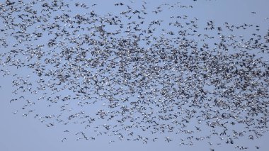 Hundreds of Snow Goose (Anser caerulescens) flocking together filling the blue sky