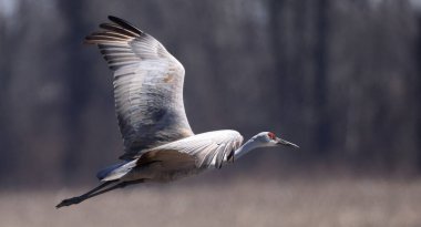 Close view of one magnificent Sandhill Crane (Antigone canadensis)flying with wings spread.