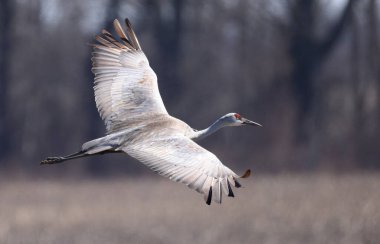 Close view of one magnificent Sandhill Crane (Antigone canadensis)flying with wings spread.