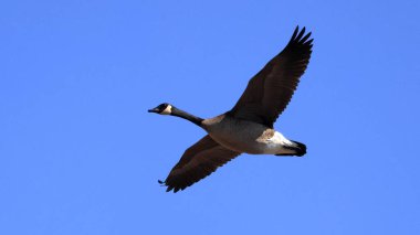 One Canada Goose (Branta canadensis) flying with a blue sky