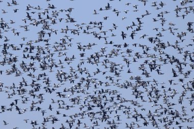 Hundreds of Snow Goose (Anser caerulescens) flocking together filling the blue sky