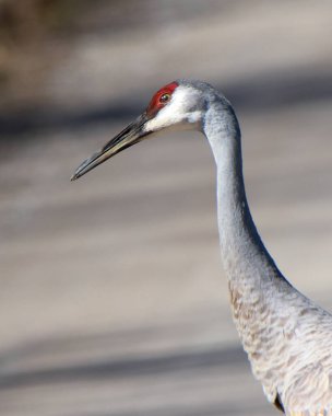 (Antigone canadensis) Kum Tepesi Turna başı ve boynu yakın plan)