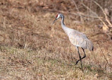 Kahverengi çimlerde yürüyen muhteşem bir Sandhill Crane (Antigone canadensis)