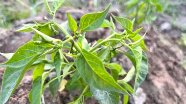 Canlı Yeşil Yapraklı Genç Biber Bitkisinin Yakın Çekimi Bahçe Ayarları