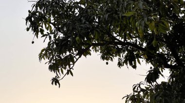 Akşam Gökyüzüne Karşı Yeşil Mangolar Siluetlendi