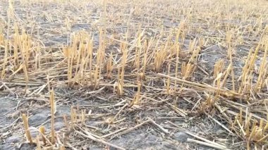 Kırsal kesimlerde mahsul ve tahıl hasadı olan Altın Buğday Tarlası