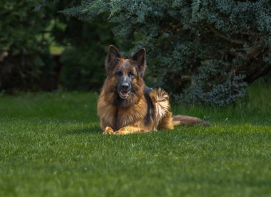 Alman çoban köpeği parkta.
