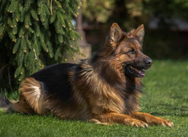 Alman çoban köpeğinin portresi