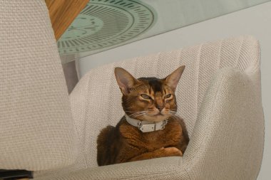 Sandalyedeki bir kedinin portresi