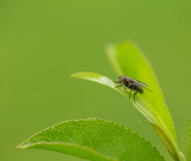 Yaprakların üzerinde uç.,