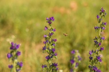 Bir eşekarısı çiçek polenarısında yıkanır., 