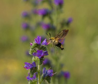 Bir kelebek bir kelebeğin üzerinde dinlenir.,