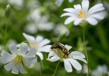 Bir eşekarısı çiçek polenarısında yıkanır.,