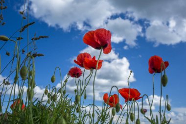 Haşhaş mavi gökyüzü karşı