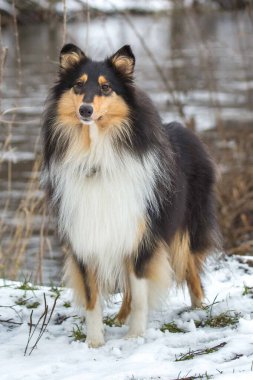 Kışın sıcak kürk giyen bir köpek.