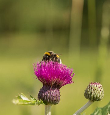Bir eşekarısı çiçek poleninde yıkanır.
