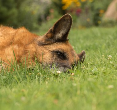 Köpek çiçek kokusunu kokluyor.