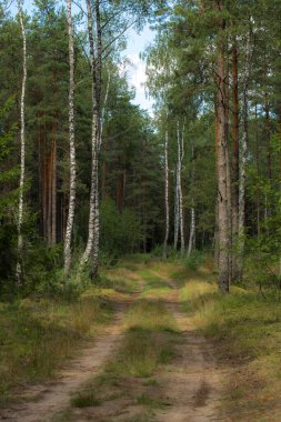 Yaz mevsiminde sabah ormanları