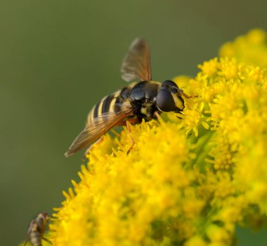 Bir eşekarısı çiçek poleninde yıkanır.