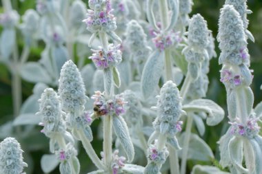 Çiçekli kadife gümüşler.