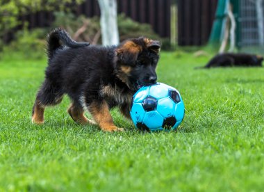 Çoban köpeği futbolu sever.