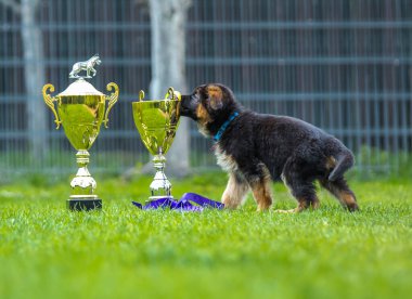 Köpek şovu kupası çok cazip.