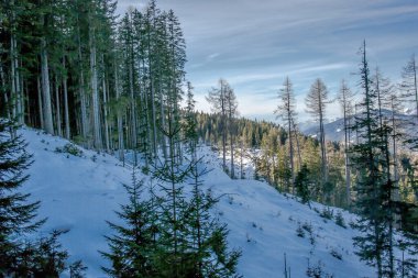 Ukrayna Karpatlar 'ında kış