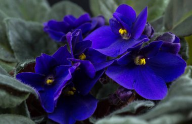 Mavi çiçekleri kapat