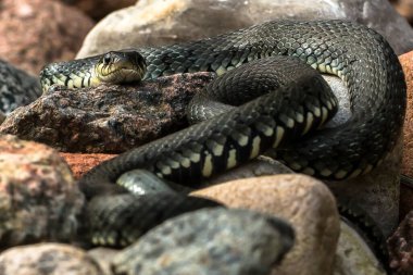 Güzel yılan kafası taşın üstünde