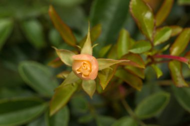 Bir gül tomurcuğu bir çalılıkta çiçek açar.