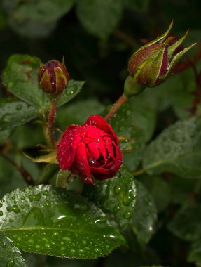Bir gül tomurcuğu bir çalılıkta çiçek açar.