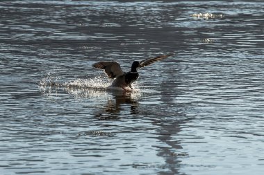 Mallard Ördeği Suya İniyor